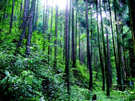 森林生态系统 - 快懂百科