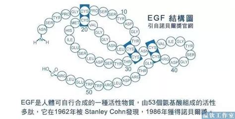 一文带你全面了解细胞因子-上海昆盟生物科技有限公司