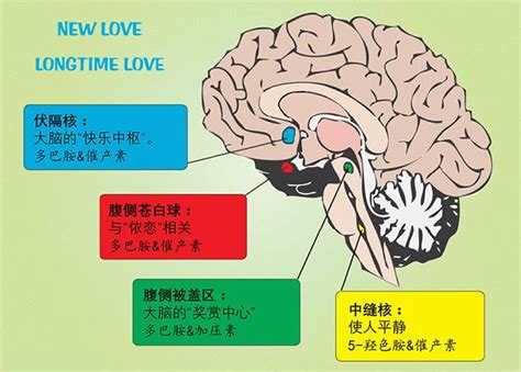 脑成像技术预测爱情是否能长久 - 知乎