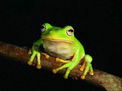 青蛙的品种图片带名称,青蛙种类图片及名称,青蛙的品种和图片大全_大山谷图库