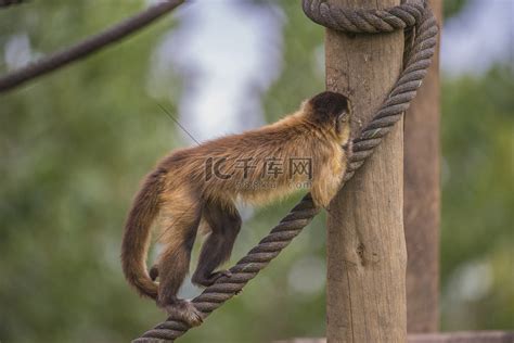 卷尾猴，cebus capucinus高清摄影大图-千库网