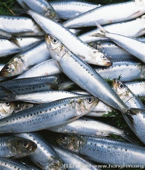 常吃这三种鱼养生防癌效果好到惊人 - 海洋财富网