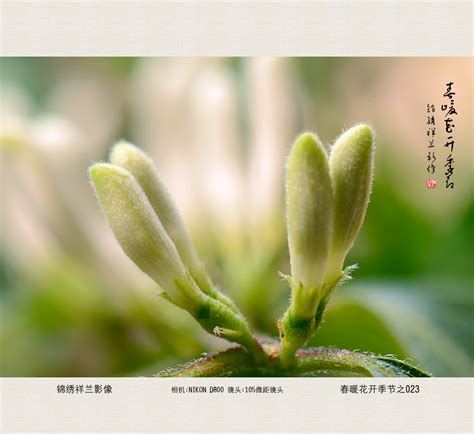 【春暖花开季节之004－005摄影图片】生态摄影_太平洋电脑网摄影部落