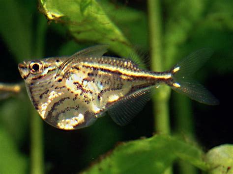 狼跳岩鳚(Petroscirtes lupus) - 鱼类资料库