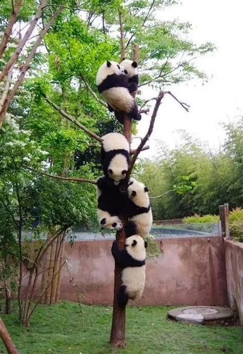【学习强国】真有27只大熊猫爬到一棵树上了？【2022-8-9】 _www.isenlin.cn