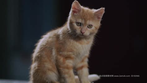 猫咪 猫星人 养猫 猫 宠物猫视频素材,其它视频素材下载,高清1920X1080视频素材下载,凌点视频素材网,编号:92066