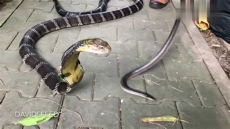 用活生生的蛇喂食眼镜王蛇，过山峰果然是蛇中之王_腾讯视频