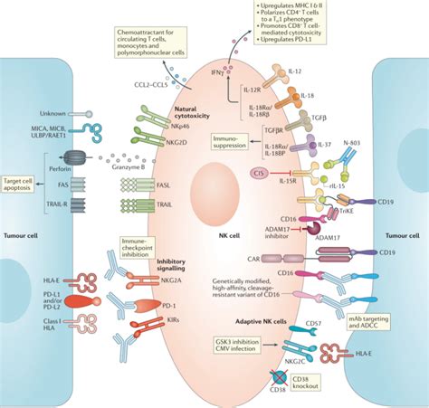肺癌NK细胞疗法治疗,自体NK细胞疗法SNK01联合PD-1帕博利珠单抗(Pembrolizumab、Keytruda)效果倍增-无癌家园