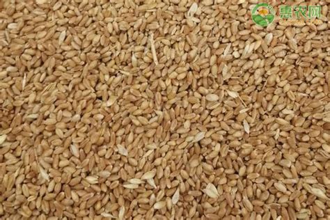 小麦价格最新行情 小麦价格多少钱一斤-股城消费