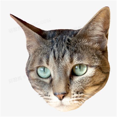 猫猫头图片