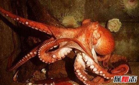 水下巨型太平洋章鱼高清图片下载-正版图片502862337-摄图网