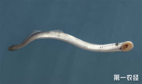 泼氏七鳃鳗(Lampetra planeri) - 鱼类资料库