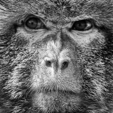 APE-VIEWS猴子的表情 [18P]