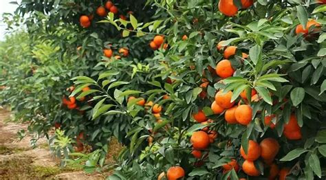 《2019年浙江省水果产业发展报告：杨梅、柑橘、葡萄品类排前三》-农小蜂