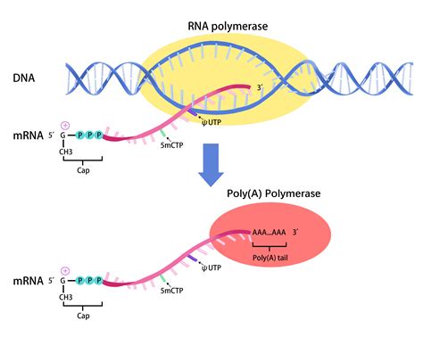 miRNA在基因调控中是如何起作用的-顺式作用元件与反式作用因子在基因调控中起怎样的作用