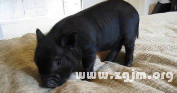 白猪和黑猪有和区别,黑猪白猪,卡通黑猪白猪_大山谷图库