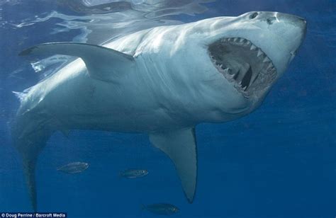 已灭绝的十大恐怖鲨鱼，远古十大巨鲨排名 - 动物小百科