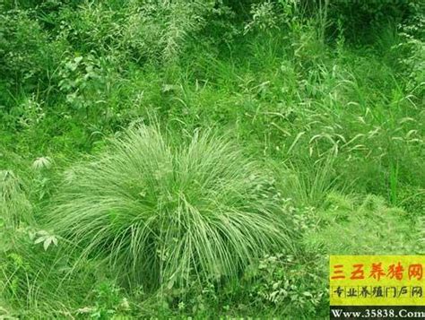 三棱草图片：稻田中常见的杂草 - 520常识网