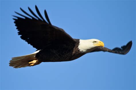 Bald Eagle Royalty-Free Stock Photo