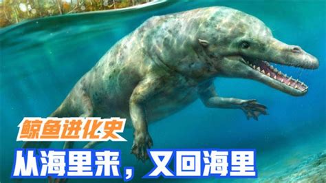 鲸鱼进化史演化,鲸鱼进化史,人的进化史人鱼_大山谷图库