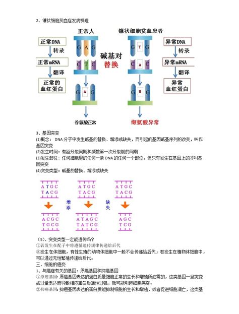 人教版 (2019)第1节 基因突变和基因重组精品ppt课件-教习网|课件下载