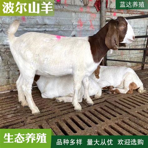 波尔山羊种羊一只 怀孕母羊价格 羊羔活体 波尔山羊养殖场-阿里巴巴