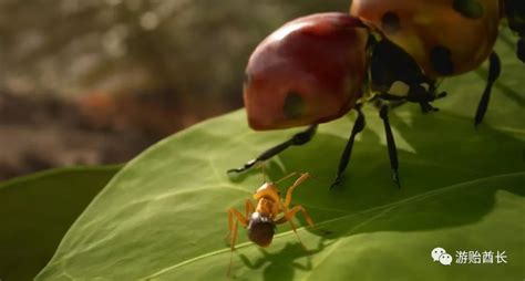 蚂蚁帝国模拟器下载手机版-蚂蚁帝国模拟器游戏下载v0.1 安卓版-单机手游网