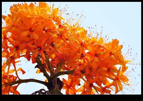 地涌金莲，开金灿灿的大花朵，被誉为佛教圣花，还能用来做菜
