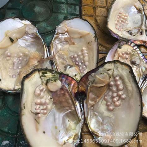 淡水多珠蚌批发5-10年鲜活河蚌活体珍珠蚌组合蚌养殖贝壳空蚌补-阿里巴巴