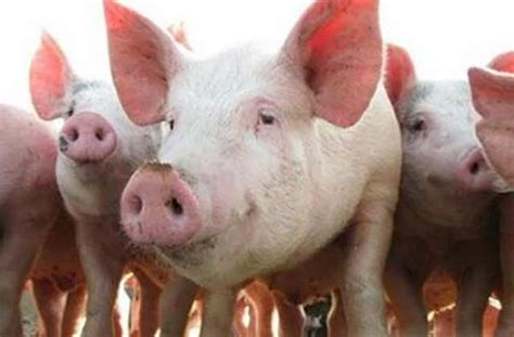 猪病诊断与防治-农百科