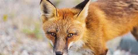 狐狸的特点和性格是什么 - 阅品美食