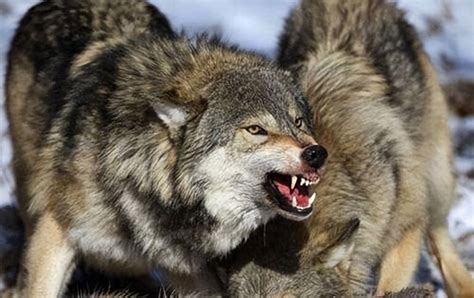 世界上现存最大的狼，体重可达180斤，可轻松秒杀掉两只藏獒_腾讯视频