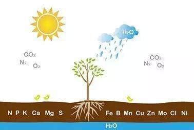 土壤微生物对植物大、中、微量元素的转化作用_循环_硝酸盐_氮化合物