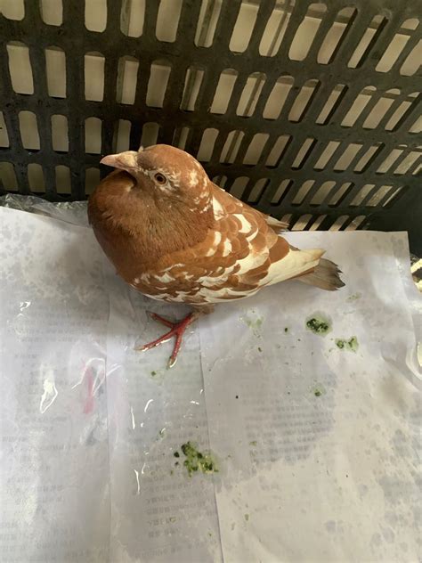 捡到一只受伤并且病重的信鸽，不知道怎么救活，求大神指点！-天下鸽问-ask.chinaxinge.com