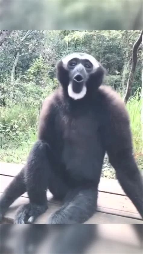 长臂猿猴里的网红白眉大侠，哈哈，太鬼畜了，叫声超魔性_腾讯视频