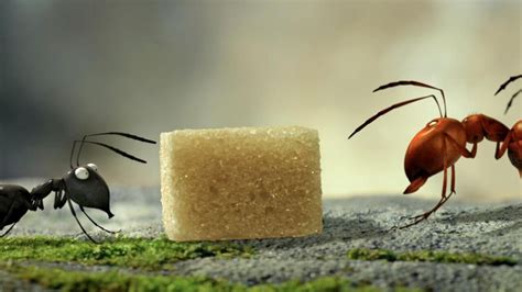 【昆虫总动员】——蚂蚁和红蚁之间的追逐赛 蚂蚁会成功逃脱吗_腾讯视频