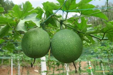 「瓜蒌种子」最新瓜蒌籽_价格_图片_种植技术-江苏长景园林