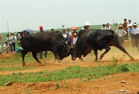 贵州的斗牛和西班牙的斗牛有什么不同，很多人没看过贵州的斗牛