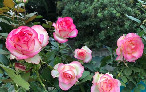 又美又香的切花玫瑰—“粉荔枝”，月季花品种！|玫瑰花|切花玫瑰|月季花_新浪新闻