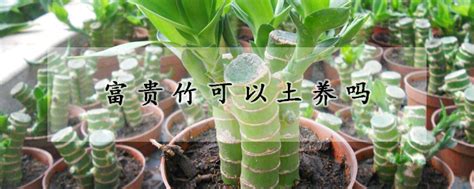 水养富贵竹很简单，了解生长习性，做好这5点，6个月长成一米高