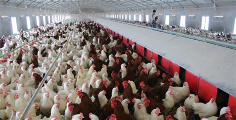 论我国当今践行的鸡福利养殖模式 - 知乎