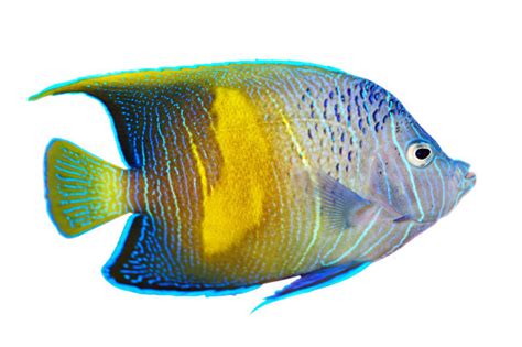 中型热带鱼有哪些-百度经验