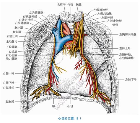 左心房与右心室解剖图-人体解剖图,_医学图库