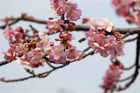 玉渊潭樱花季明天开幕！有啥亮点？如何买票？攻略看这里-搜狐大视野-搜狐新闻