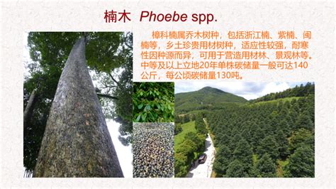 全国率先！浙江林业局发布“十大碳汇树种”-中国网