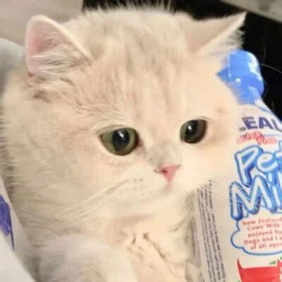 非主流猫猫教主头像