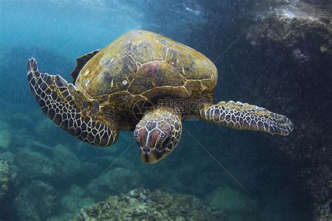 动物乌龟养殖湖面巴西龟摄影图配图高清摄影大图-千库网