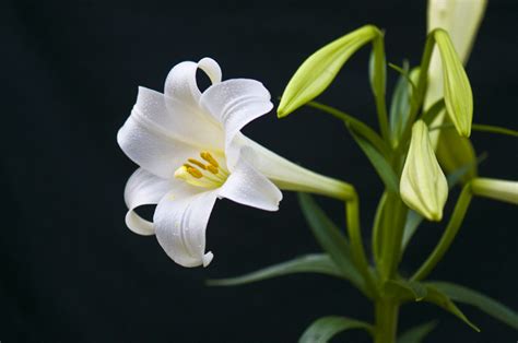 百合图片