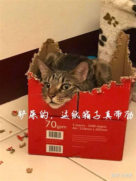 纸箱自制猫窝,用纸箱做小猫房子,用纸盒箱做豪华猫房子_大山谷图库