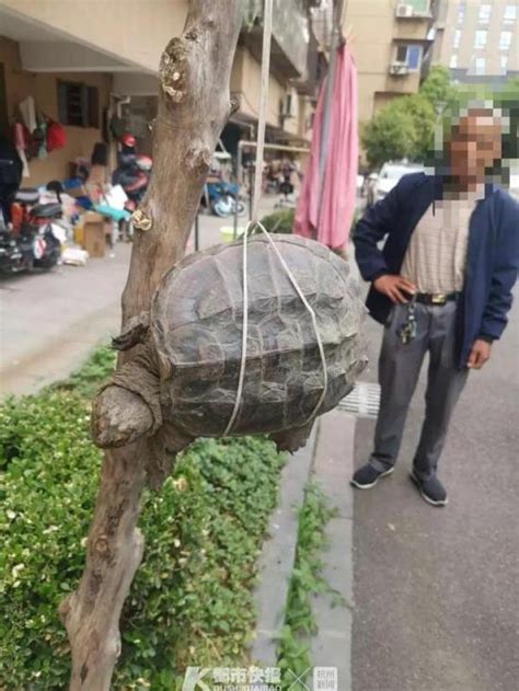 宁波一大爷路边捡到大龟 原来是杀伤力极强的鳄龟_手机新浪网